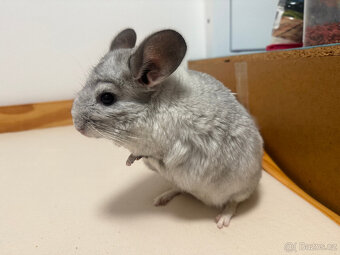 Činčila samička White Ebony Violet - 2