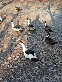 Prodám pižmovky - 2