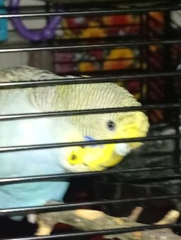 Prodam andulky🦜🦜 - 2