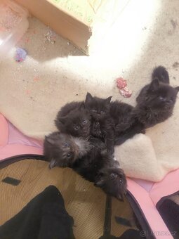 Mainské mývalí koťátka s PP - 2