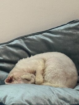 Devon rex kocour s PP - 2