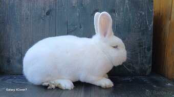 Vídeňský bílý modrooký samec - 2