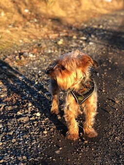 Jorkšírský teriér do dobrých rukou - 2