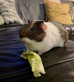 Morče (sameček, 2 roky) s kompletní výbavou - 2