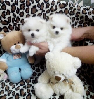 Pomeranian - 2