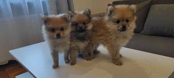 Špic pomeranian s pp štěňata - 2