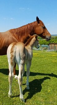 Quarter horse hřebeček - 2