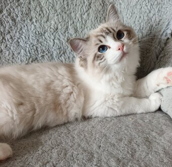 Kočička ragdoll seal bic. lynx s PP - 2