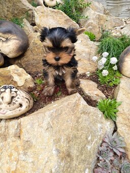 Yorkshire terrier, Jorkšírský teriér PP FCI - 2