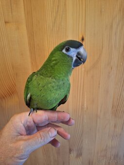 Ara červenoramenný (nobilis) - 2