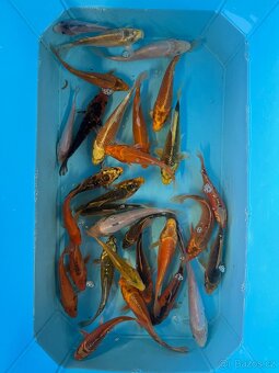 Koi kapr - 2
