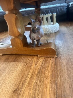 Kanadský Sphynx s průkazem původu - 2