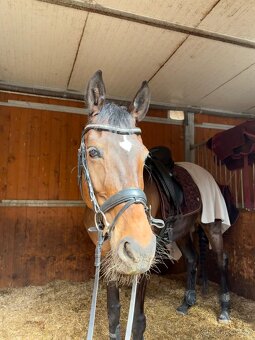 Oldenburská klisna - 2