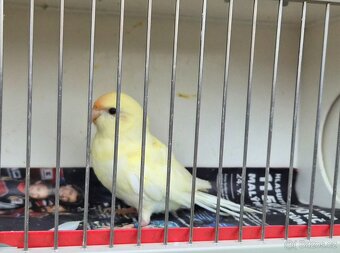 Kakariki rudočely - 2