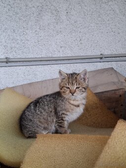 4 koťátka hledají domov - 2