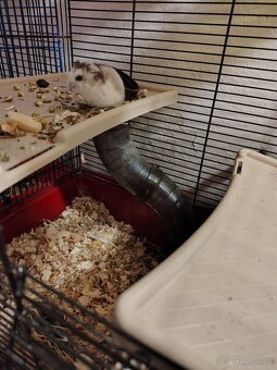 Džungarský křeček - 2