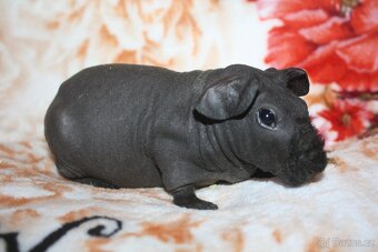 Morče skinny  z chs - 2