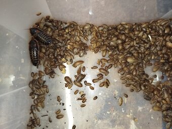 Švábi Blaptica dubia - 2