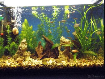Akvárium 45l na míru + příslušenství - 2