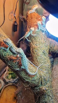 Agama vousatá - mláďata - 2