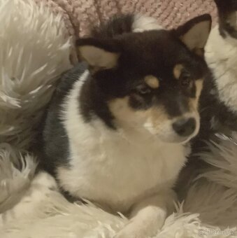 Shiba inu, štěňátko, fenečka. - 2