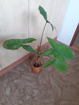Syngonium 1 - 2