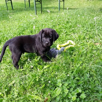 Labradorský retriever - štěně s PP - 2