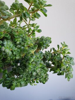 Aichryson - 2