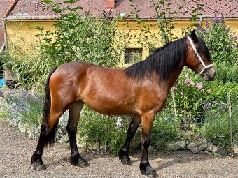 Klisna WELSH COB D - 2