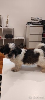 Shih Tzu štěňata s pp - 2