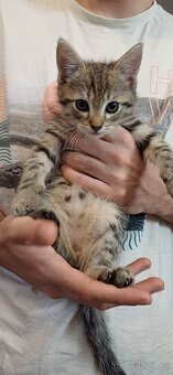 Mainská x Ragdoll x - 2
