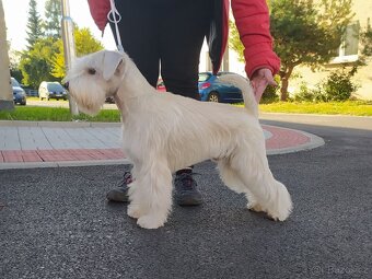 knírač malý bílý - krycí psi - 2