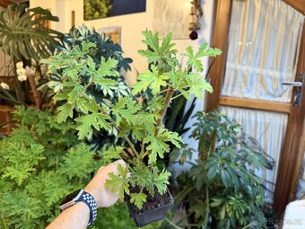 Oblíbená pelargonie vonná - citronový muškát - 2