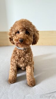 Krytí - Trpasličí Pudl Apricot, 2 roky, 5kg - 2