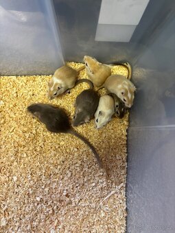 Pískomil mongolský - mláďata k odběru - 2