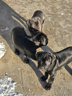 Bandog štěňata - 2