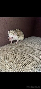 Prodám ježky i s klecí - 2