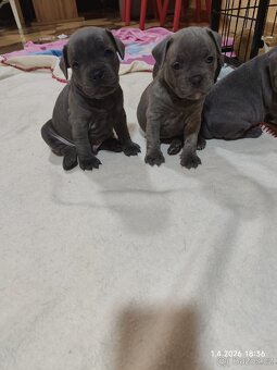 Stafordšírský bulteriér - 2