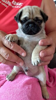 Mops béžový - 2