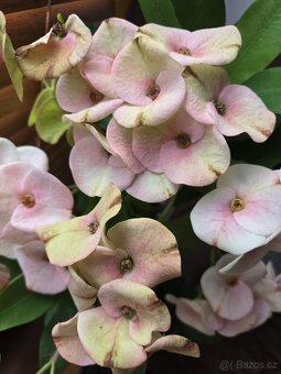 Euphorbia Milii, Trnová koruna - 2