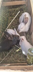 Prodám samici králíka a 3 králíčata - 2