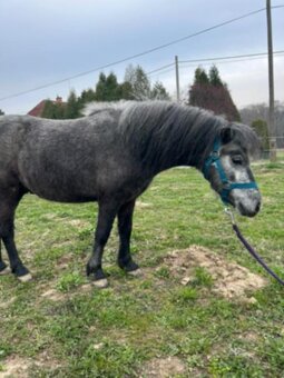 Valášek pony - 2