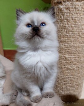 Poslední holčička Ragdoll k REZERVACI - 2