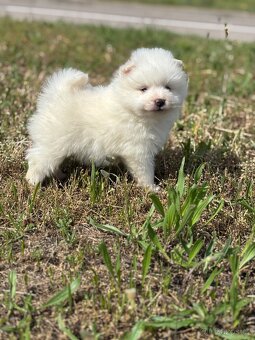 pomeranian - 2