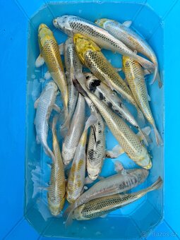 Koi kapři - 2