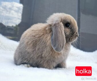 ❤️ luxusní zakrslý beránek minilop ❤️ - 2