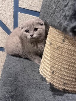 Skotská koťatká: Scottish fold a Scottish straight - 2