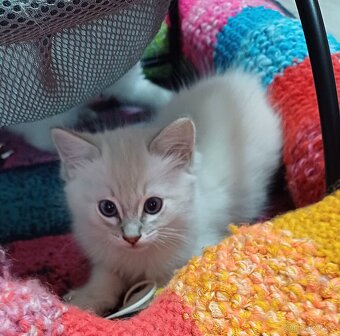Ragdoll - 2