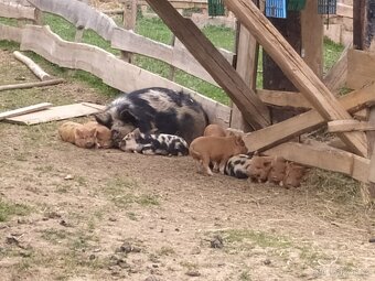 Selata Kune kune na chov i maso.Vaha Kom 25 kg - 2