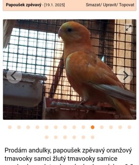 Papagáj spevavy - 2